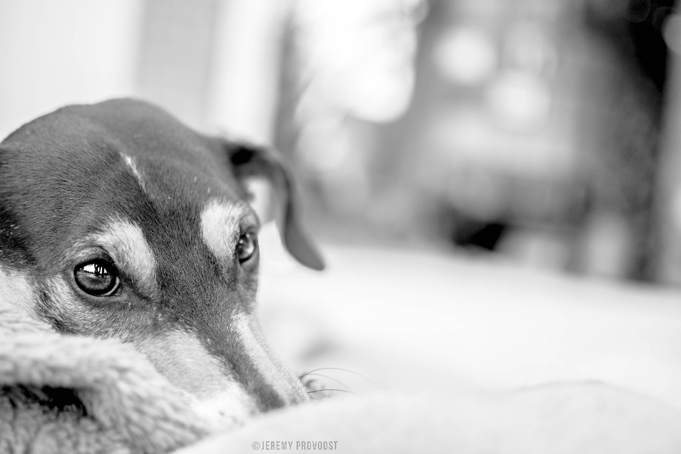 Black and white photography puppy dog