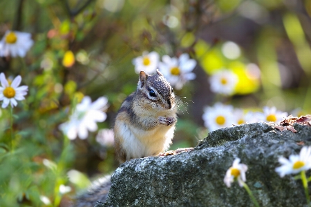 Foto Albero erba foglia animali selvatici