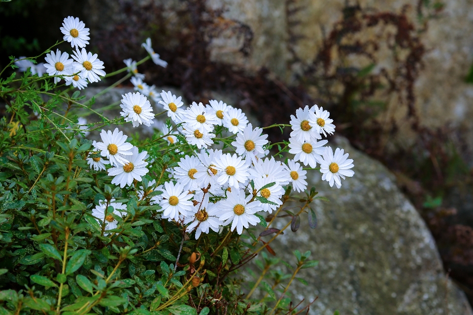 Usine fleur printemps flore