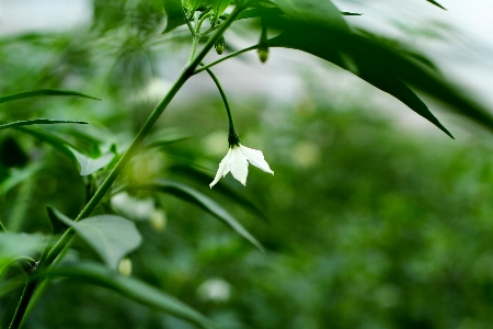 树 草 分支 植物 照片