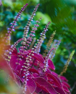 水 植物 葉 フローラ 写真