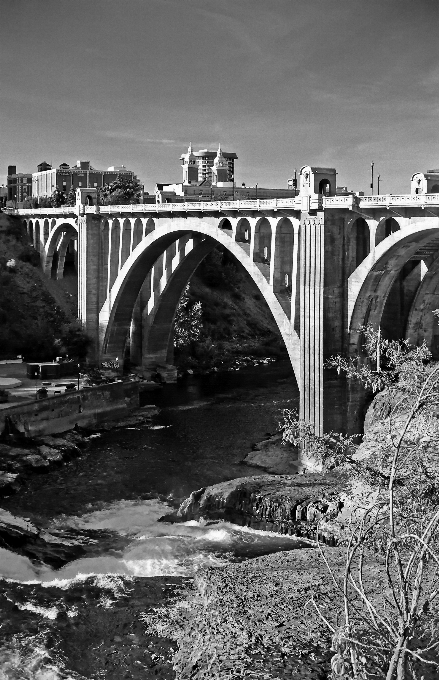 árbol agua en blanco y negro
 arquitectura