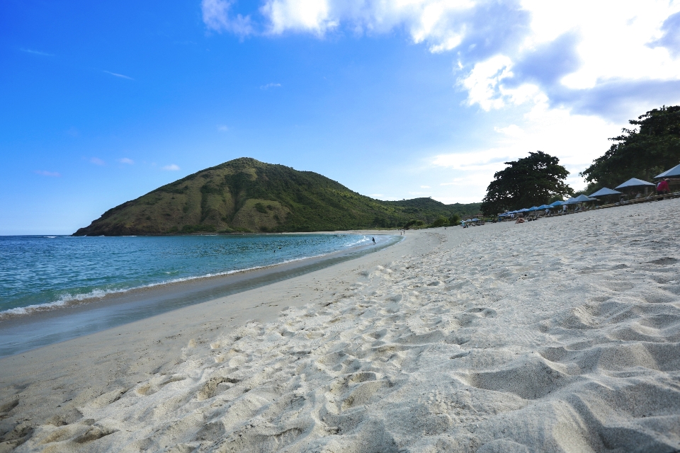 Pantai laut pesisir pohon