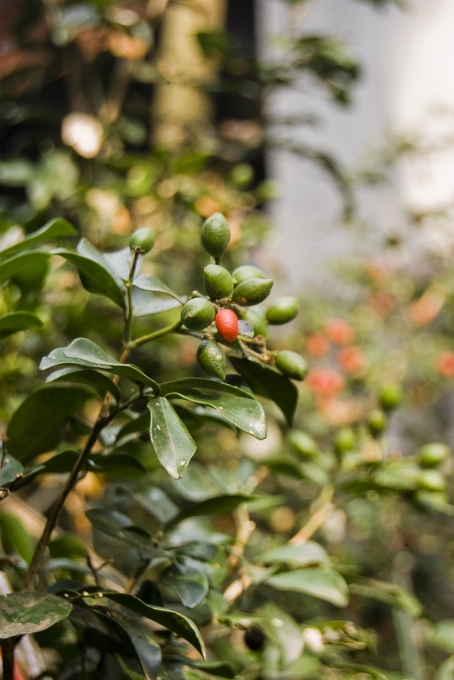 Arbre bifurquer usine fruit