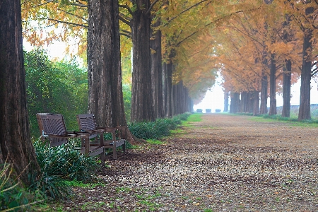 Landschaft baum natur wald Foto