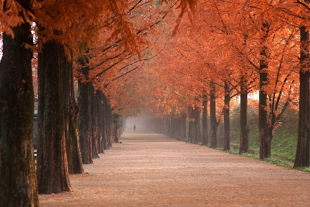 Landscape tree nature forest Photo