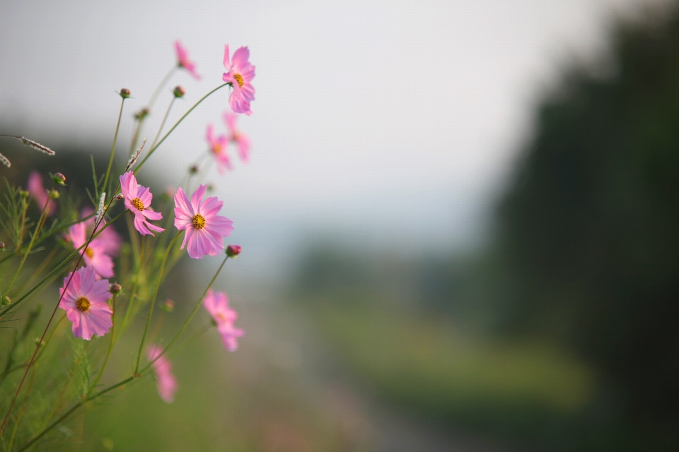 ブランチ 花 植物 空