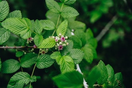 Branch plant leaf vegetation Photo