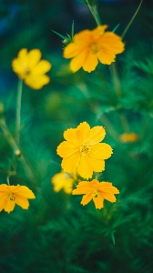 Flower yellow flora wildflower Photo