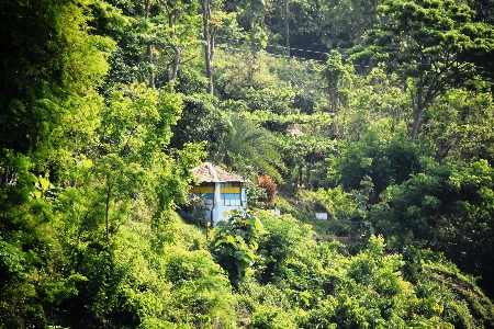 Landscape tree nature forest Photo