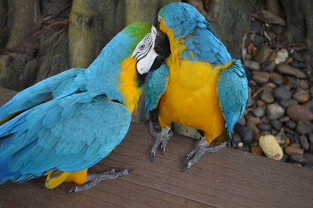 鳥 羽 嘴 フェザー 写真