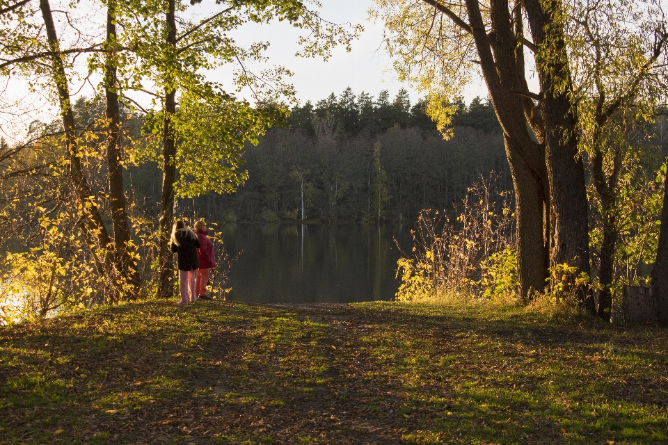 Krajobraz drzewo woda natura