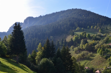 Foto Paisagem árvore natureza floresta