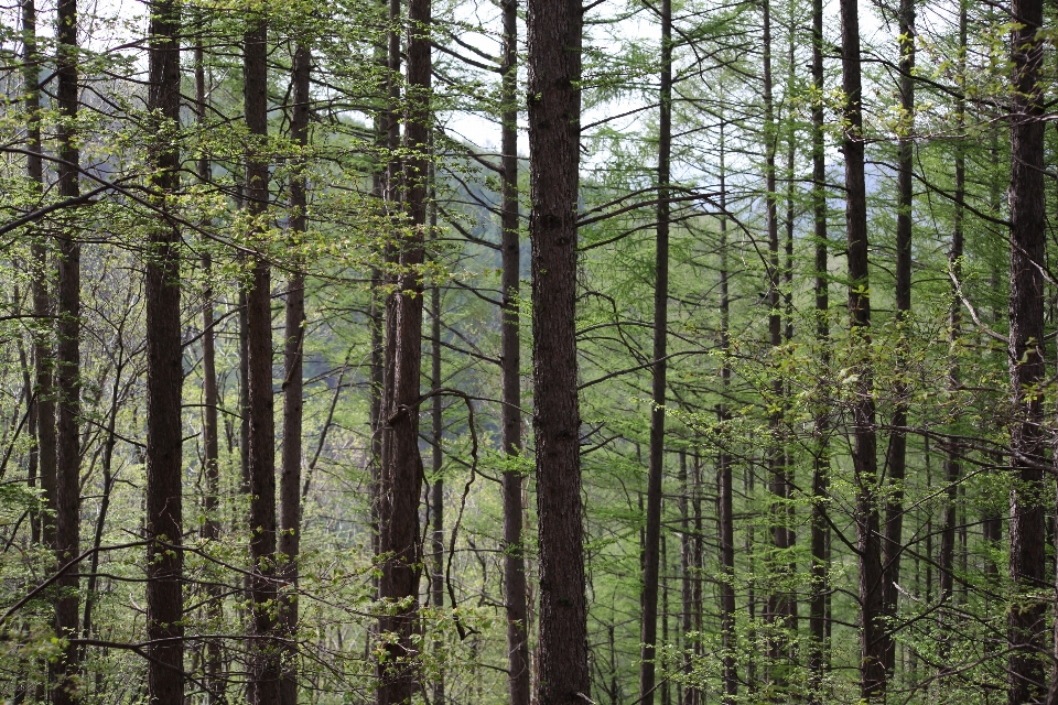 Tree forest grass plant