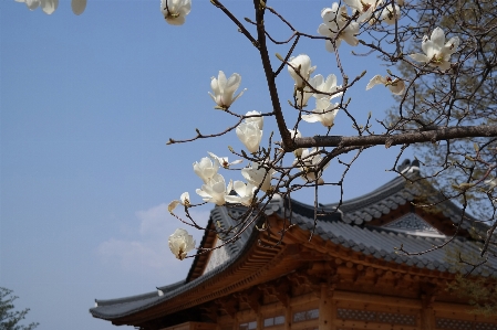 木 ブランチ 花 植物 写真