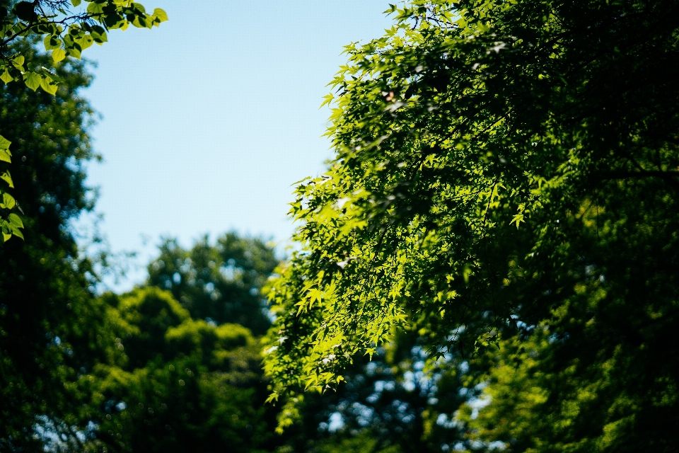 Forest nature natural plant