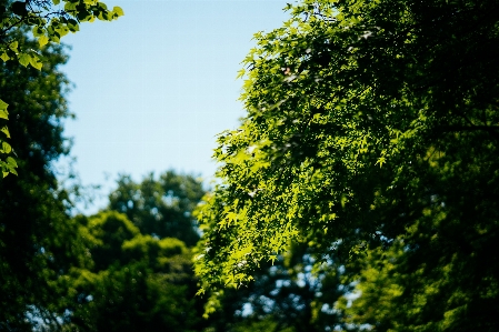 Forest nature natural plant Photo