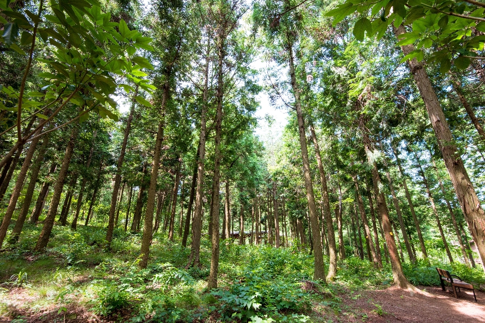 Tree forest path plant