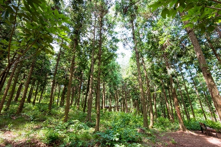 Tree forest path plant Photo