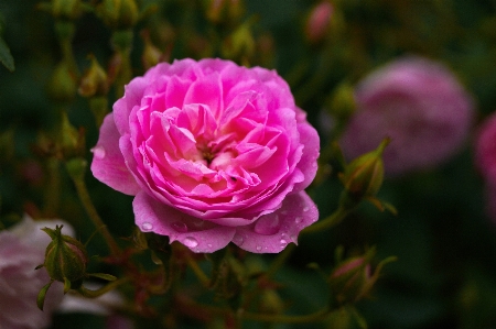 Blossom plant flower petal Photo