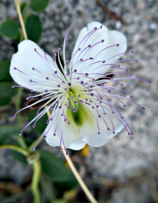 Planta flor primavera flora