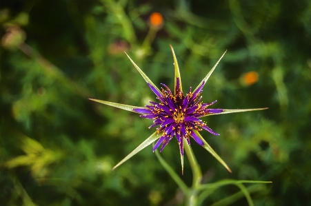 草 植物 花 フローラ 写真