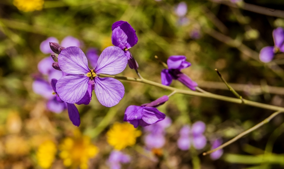 Plant flower purple petal