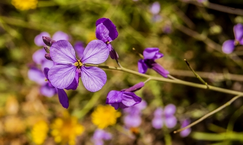 Plant flower purple petal Photo