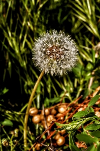 Foto Grama plantar dente de leão flor