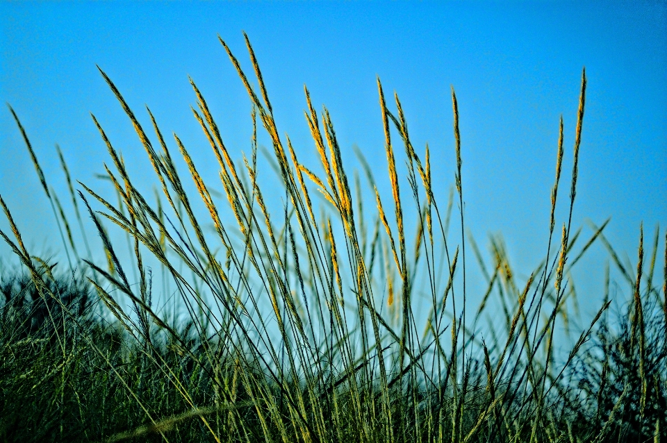 Grama plantar céu campo