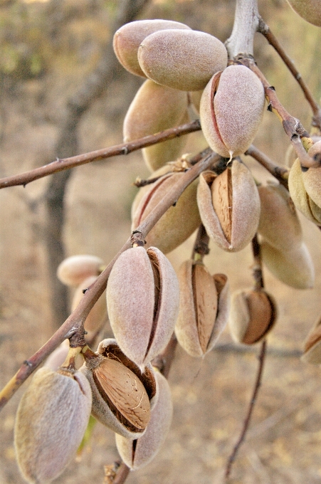 Oddział zakład wiosna flora