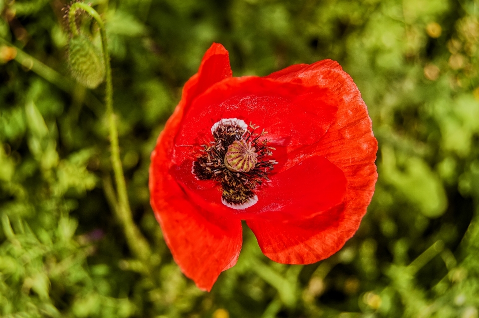 Flor pétalo polen primavera