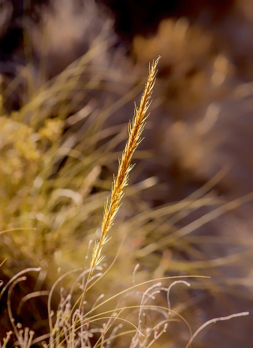 Grass plant wheat grain