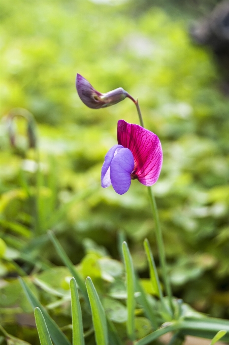 Pianta foglia fiore viola