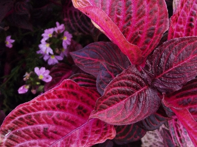 Plant leaf flower purple Photo