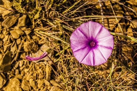 草 植物 花 紫 写真