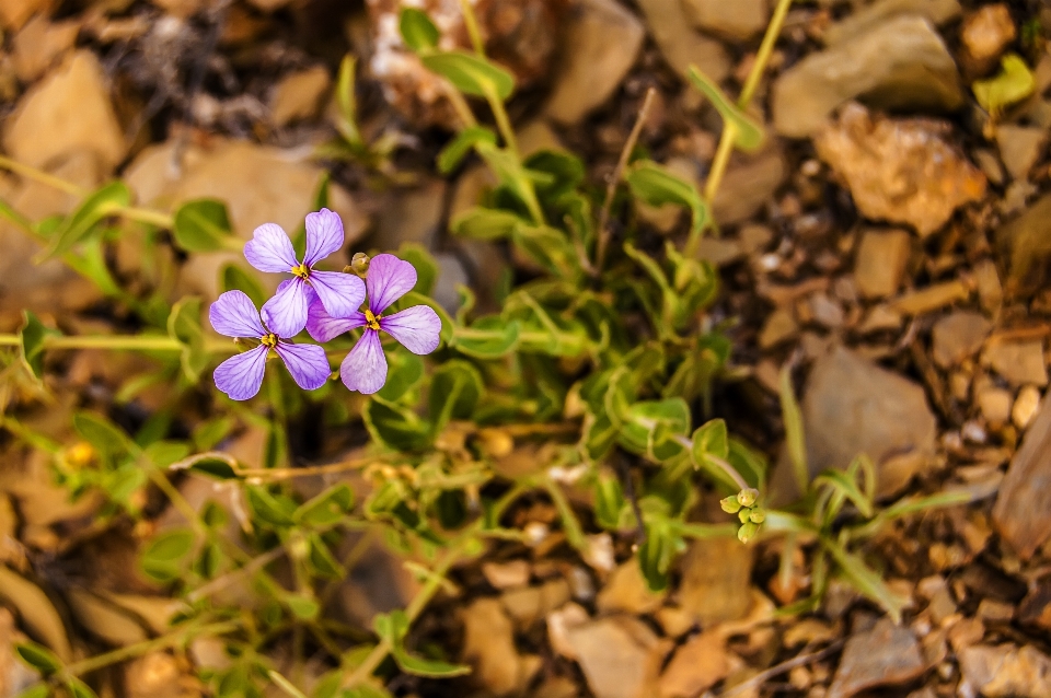 Pianta fiore primavera flora