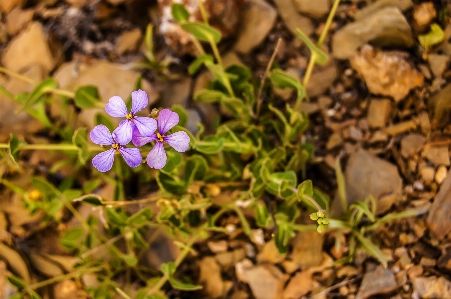 植物 花 春 フローラ 写真