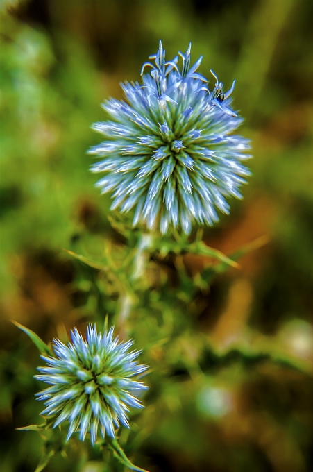 Pianta fiore primavera flora