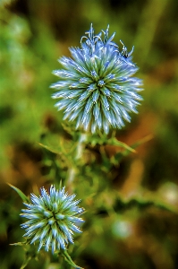 Plant flower spring flora Photo