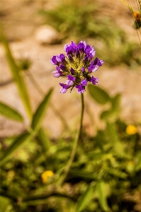 植物 花 紫 花弁 写真