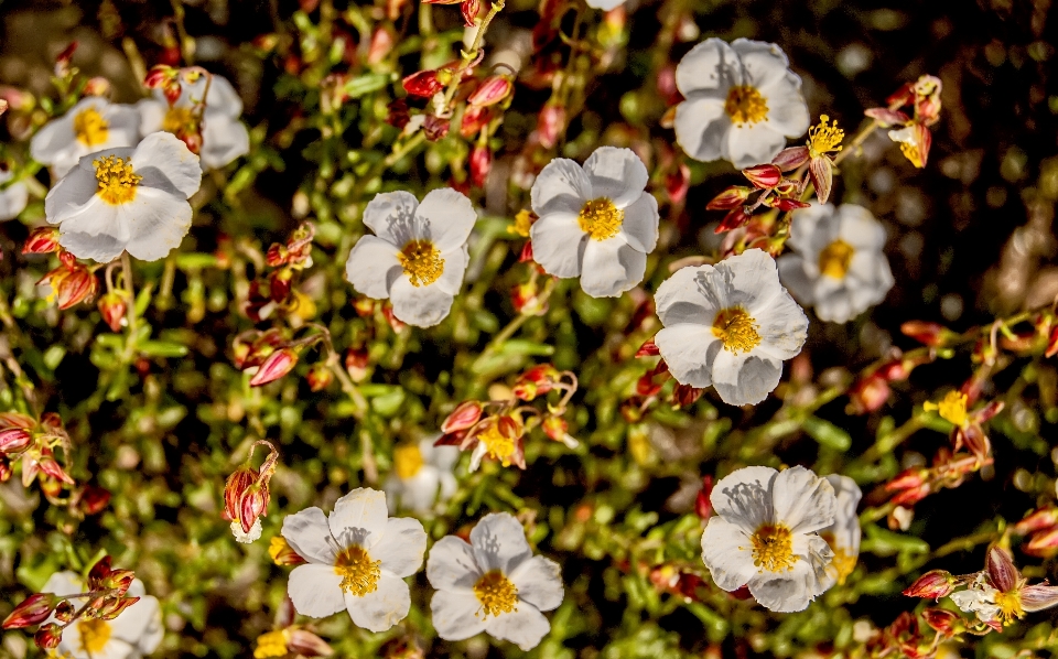 Fiore pianta petalo primavera