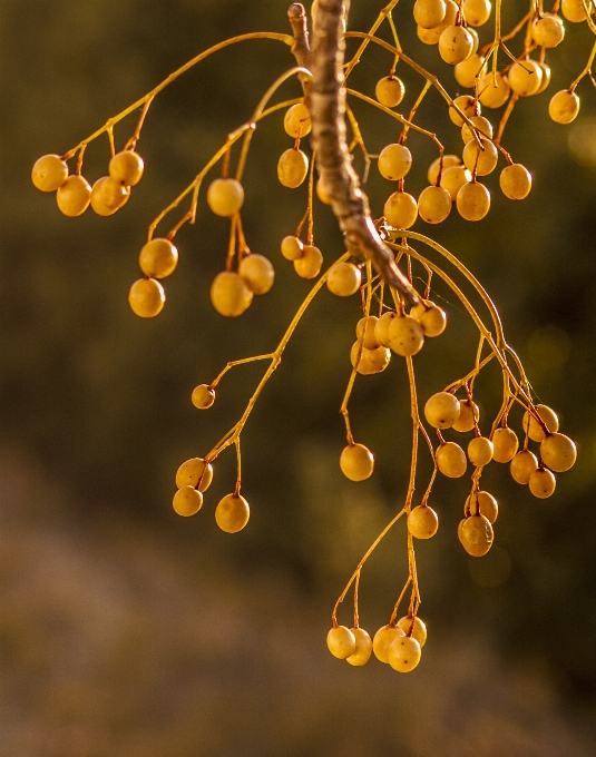 Tree water branch sunlight