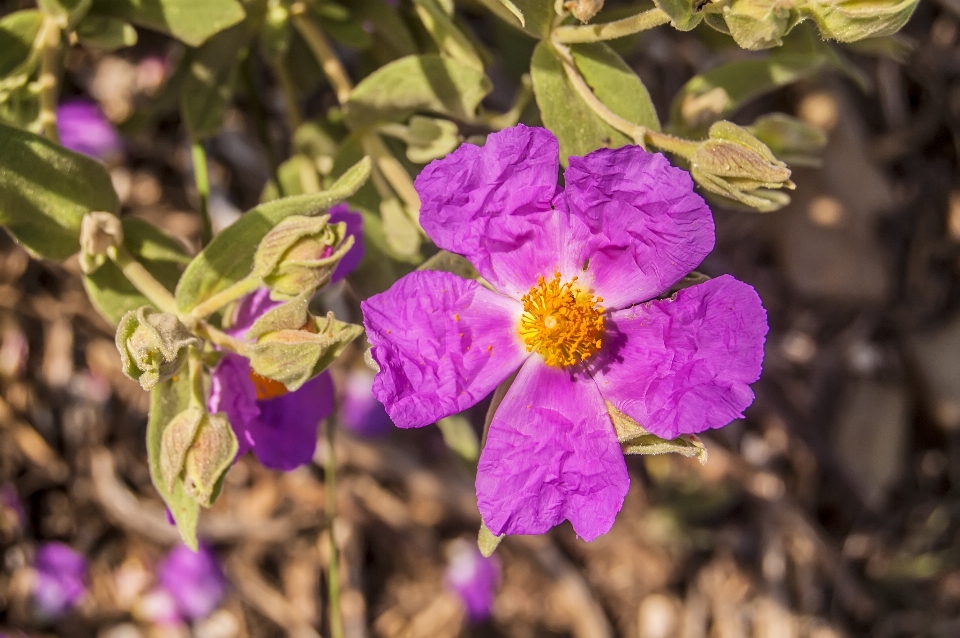 Anlage blume lila blütenblatt