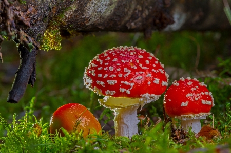 Grass leaf autumn mushroom Photo