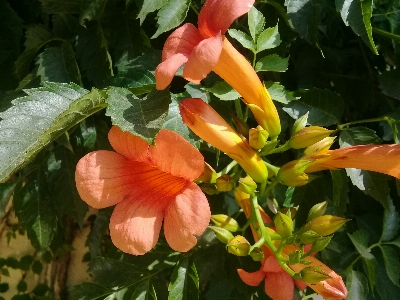 植物 花 花弁 フローラ 写真