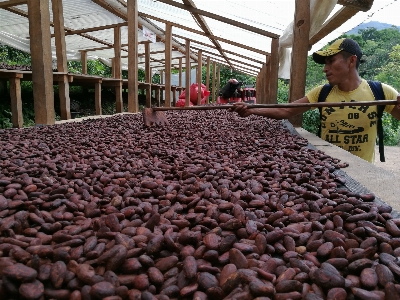 Foto Cacao
 fava di pianta palma da datteri
