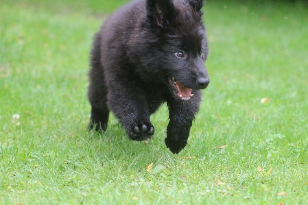 Foto Animais cachorro cão como mamífero
 raça de cachorro
