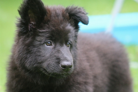 Foto Animais cachorro raça de cachorro
 cão como mamífero
