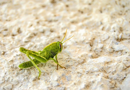 Foto Serangga fauna invertebrata jangkrik